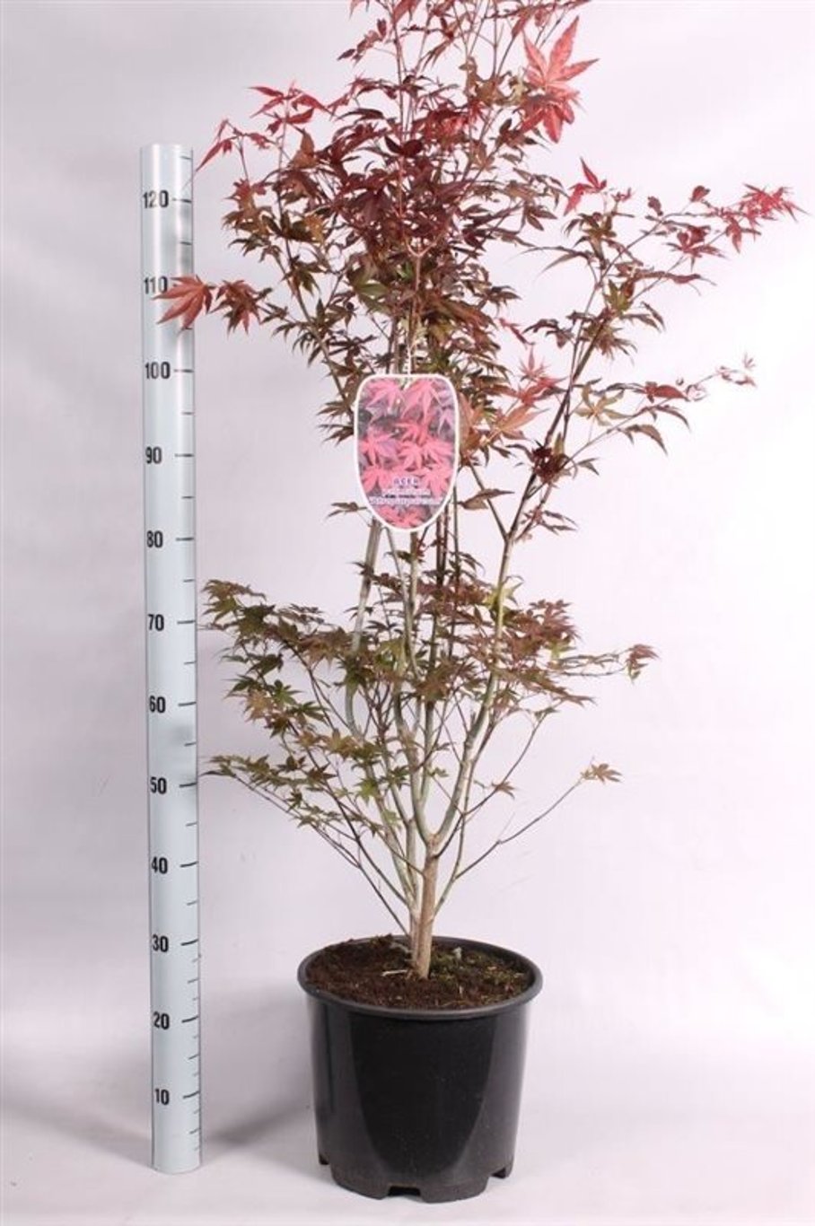 Acer pal. 'Atropurpureum' - C15